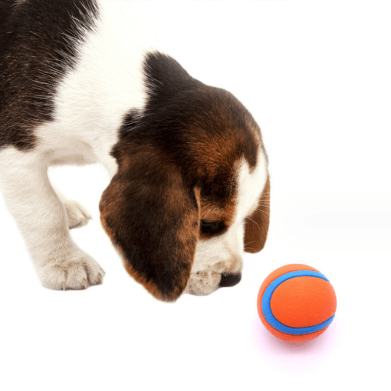 Bola de cachorro estimulante maxilar canino