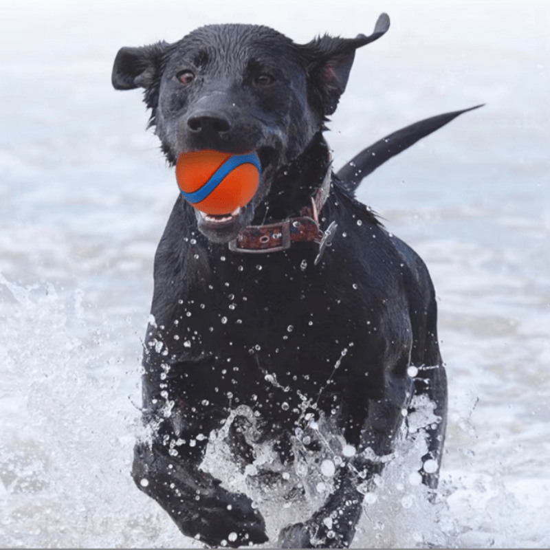 Bola de cachorro estimulante maxilar canino